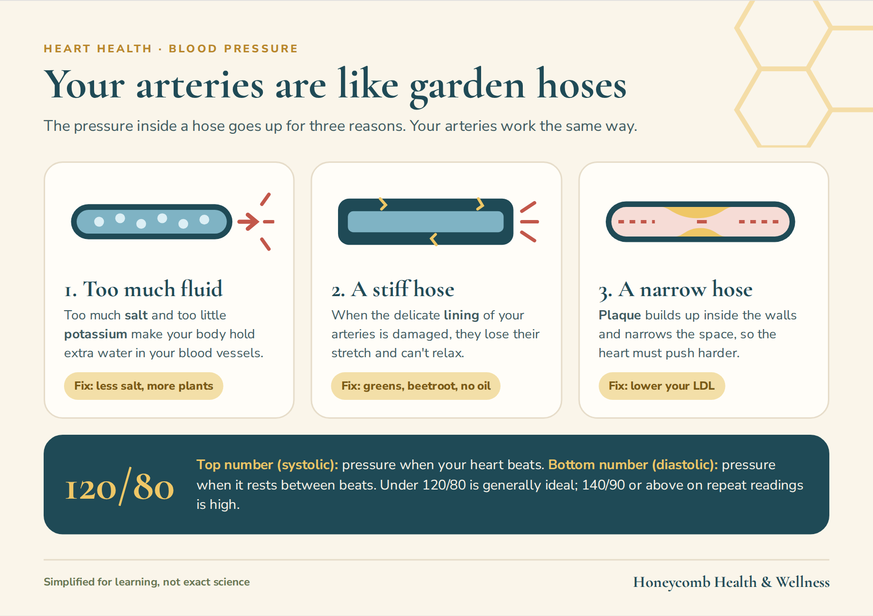 Your arteries are like garden hoses: too much fluid, a stiff hose or a narrow hose raises the pressure