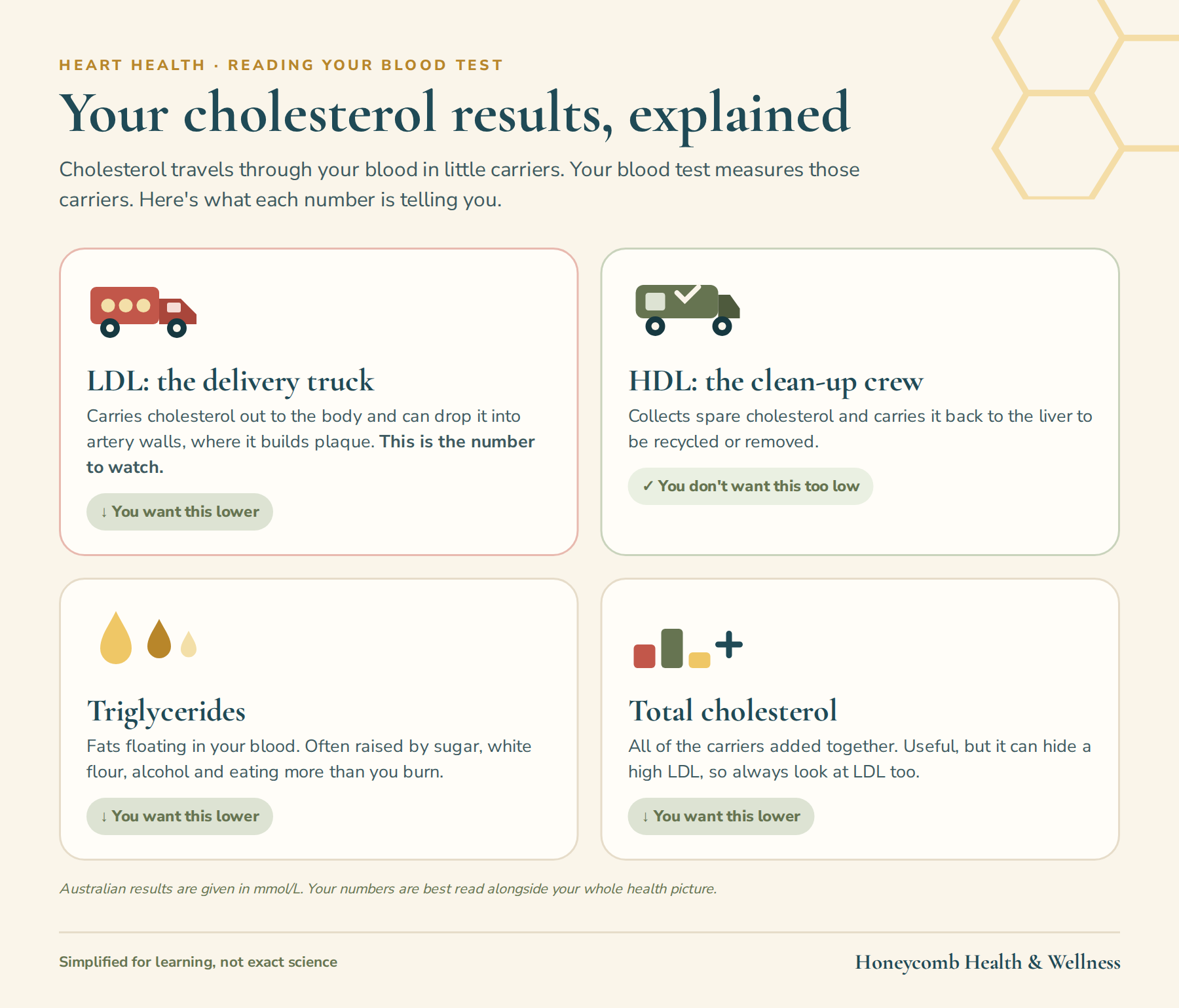 Your cholesterol results explained: LDL is the delivery truck, HDL is the clean-up crew, plus triglycerides and total cholesterol