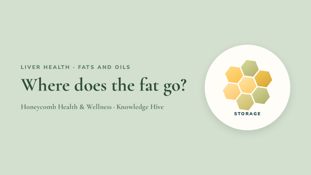 Where does the fat go? Fat cells, muscle and liver