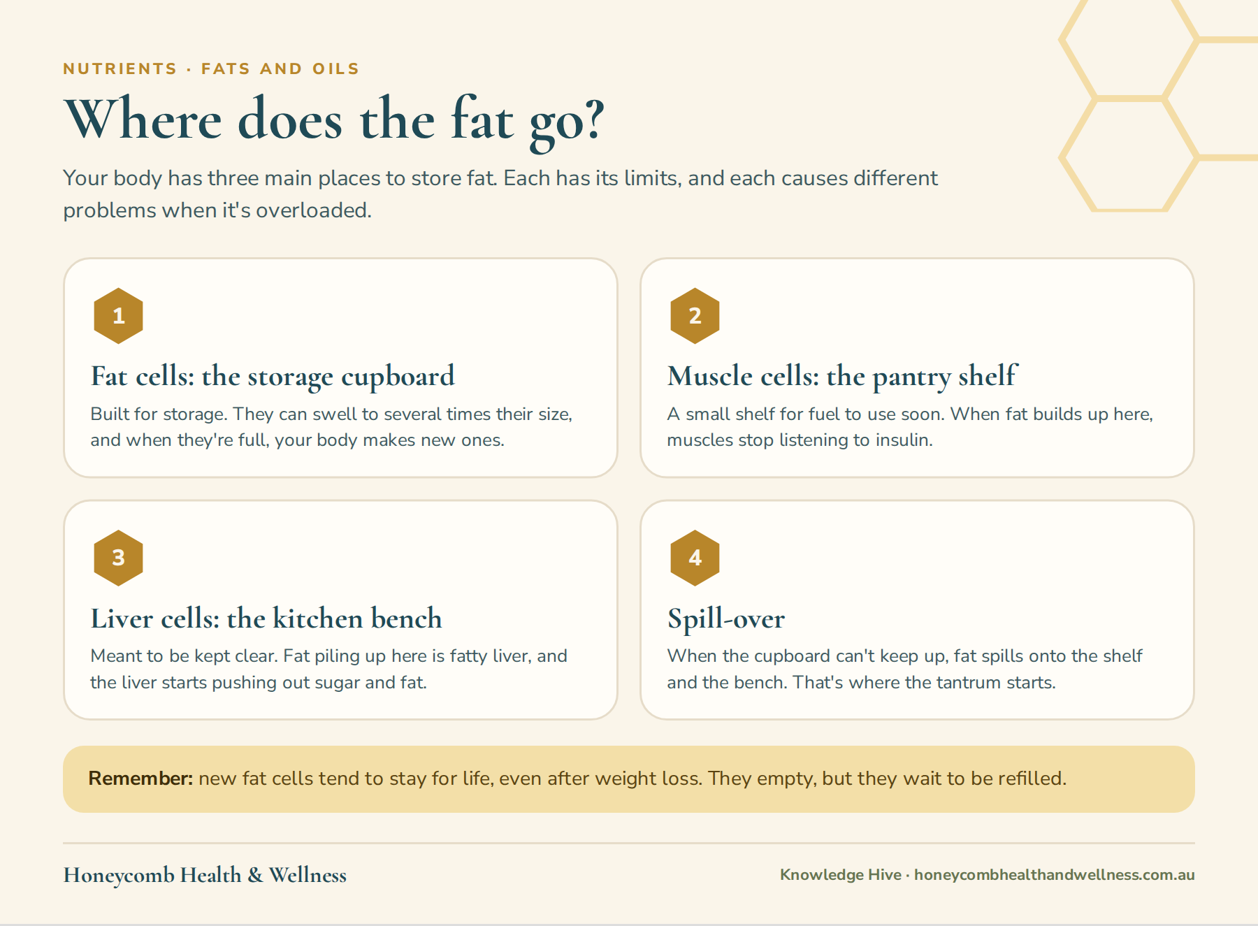 Where does the fat go? Fat cells are the storage cupboard, muscle cells are the pantry shelf and liver cells are the kitchen bench, and fat spills over when the cupboard is full