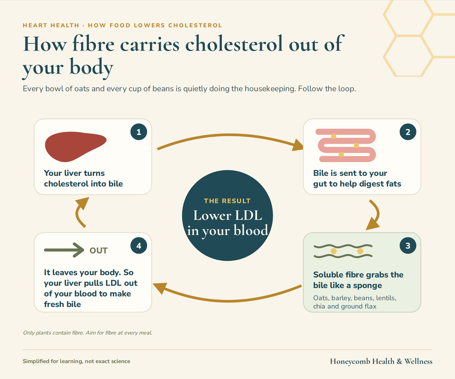How soluble fibre carries cholesterol out of your body