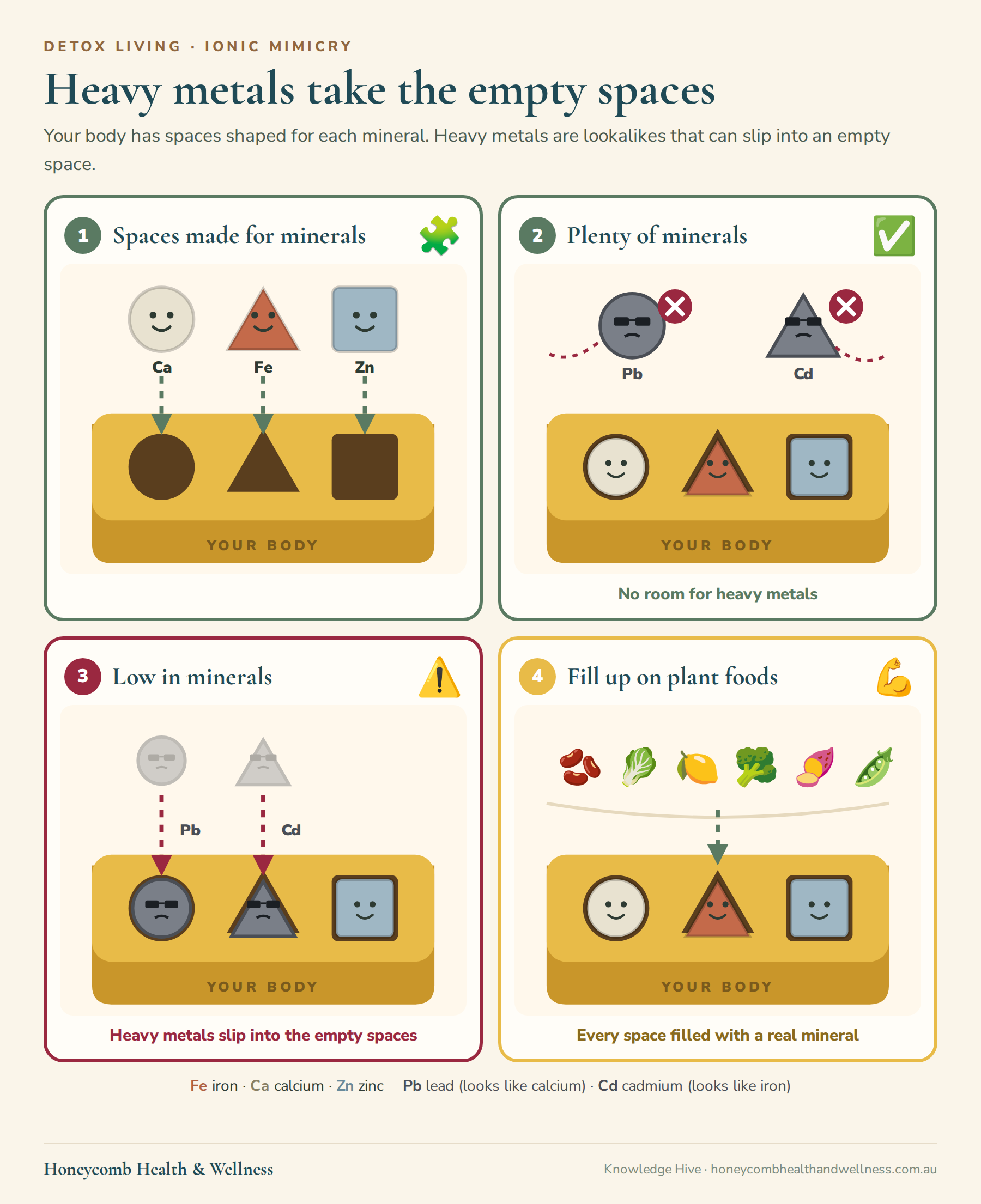Heavy metals take the empty spaces: 1, your body has spaces shaped for calcium, iron and zinc; 2, with plenty of minerals every space is full and lead and cadmium bounce off; 3, when you're low in minerals, lead and cadmium slip into the empty spaces; 4, fill up on plant foods and every space is filled with a real mineral