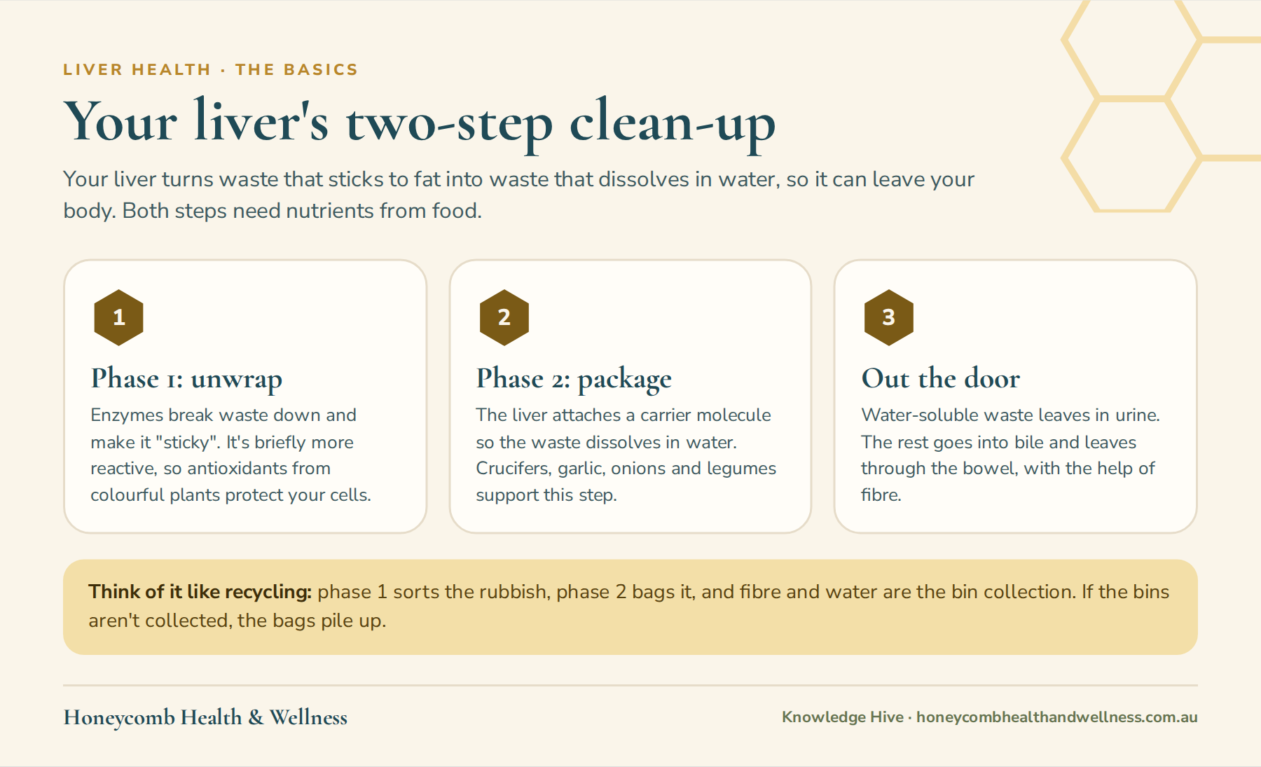The liver's two-step detox: phase 1 unwraps waste, phase 2 packages it, then it leaves through urine and bile
