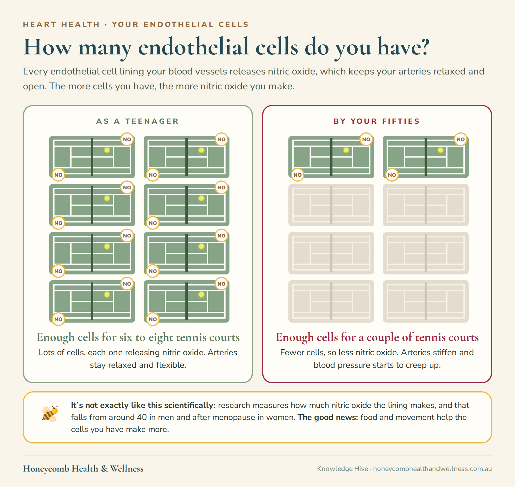 How many endothelial cells do you have? Every endothelial cell releases nitric oxide, so the more cells, the more nitric oxide. As a teenager you have enough to line six to eight tennis courts; by your fifties, enough for a couple, with less nitric oxide and stiffer arteries. Food and movement help the cells you have make more