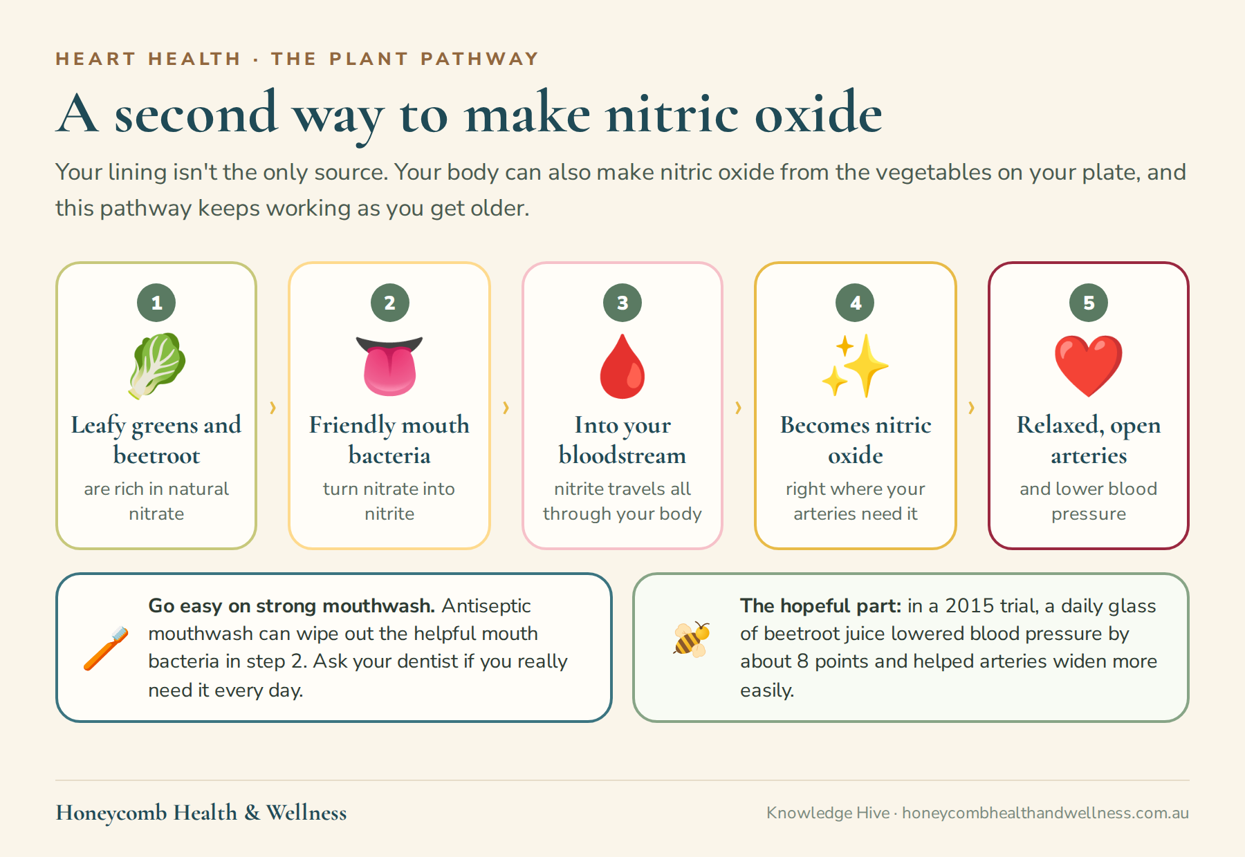 A second way to make nitric oxide: leafy greens and beetroot are rich in nitrate, friendly mouth bacteria turn it into nitrite, it travels into your bloodstream, becomes nitric oxide, and your arteries relax