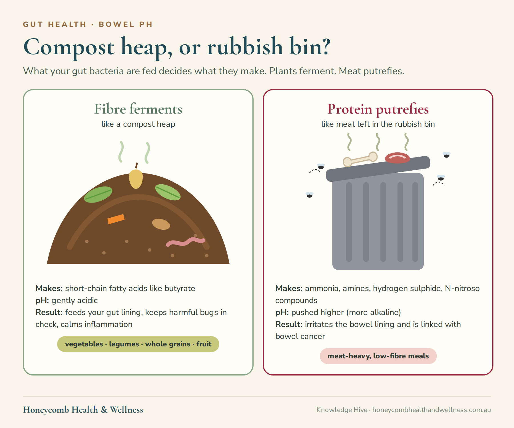 Compost heap or rubbish bin: fibre ferments into short-chain fatty acids and keeps the bowel gently acidic, while protein putrefies into ammonia, amines, hydrogen sulphide and N-nitroso compounds and pushes the pH higher